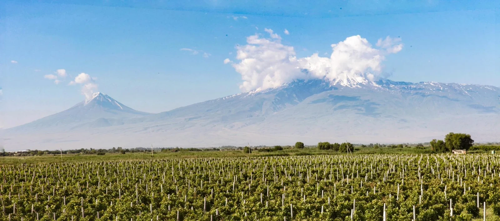 Armenian winery landscape with vineyards