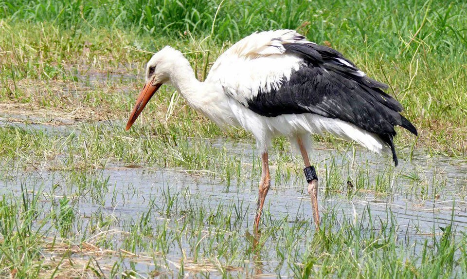 White Storks In Armenia