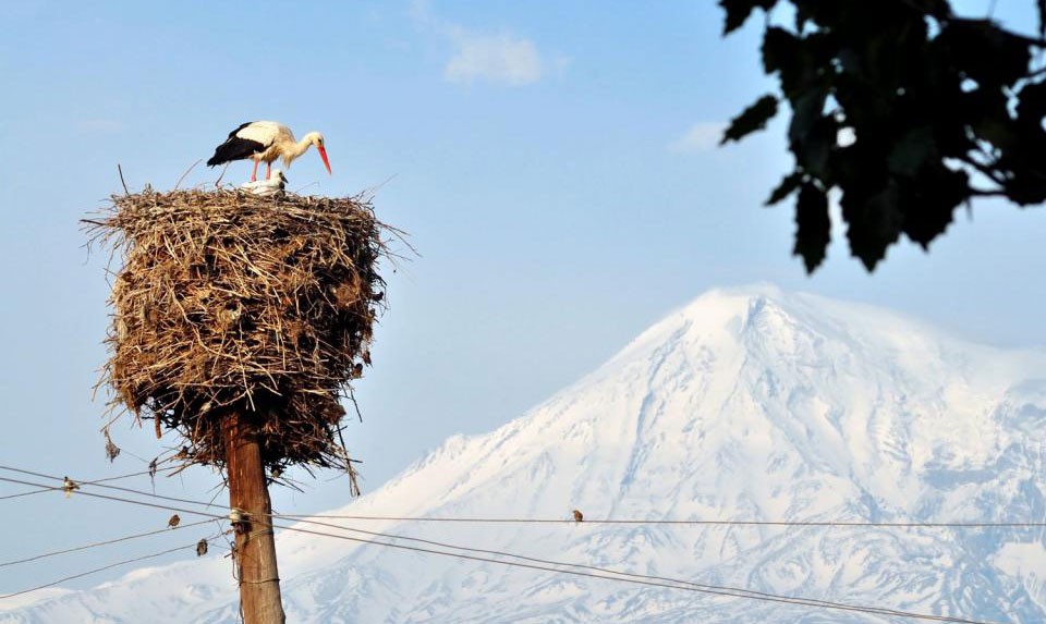 White Storks In Armenia