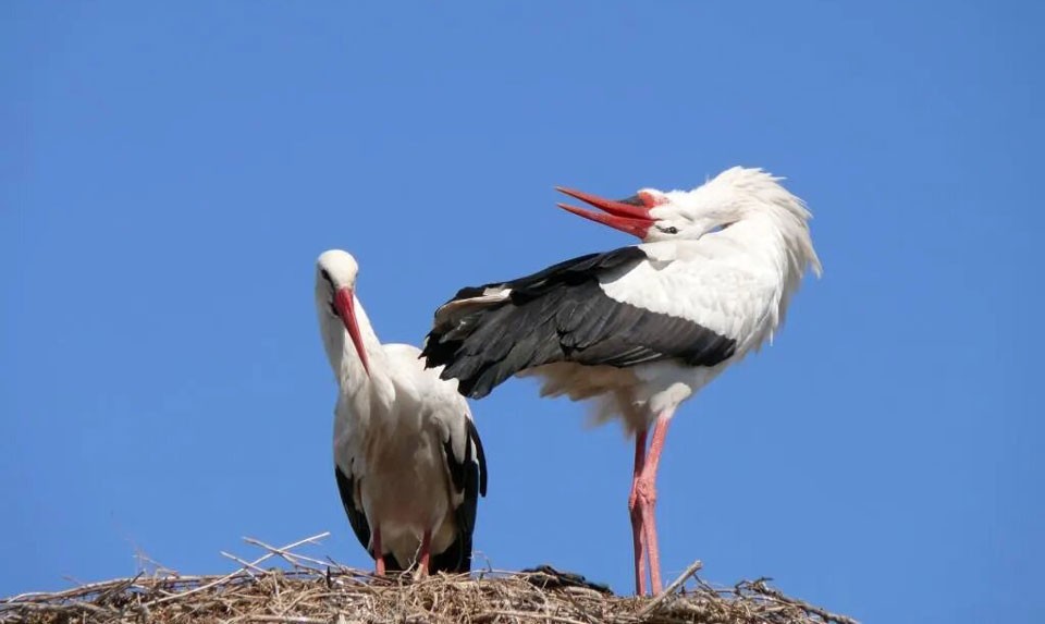 White Storks In Armenia