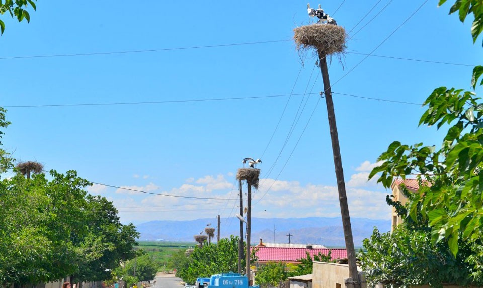 White Storks In Armenia