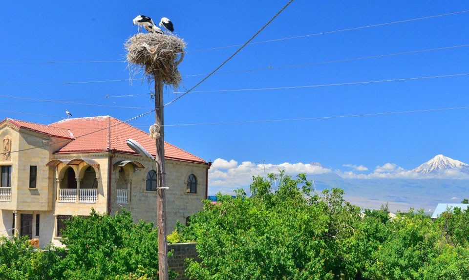 White Storks In Armenia