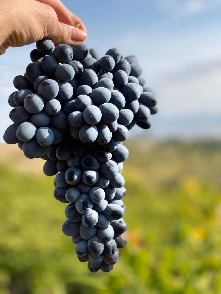 Armenian Wines