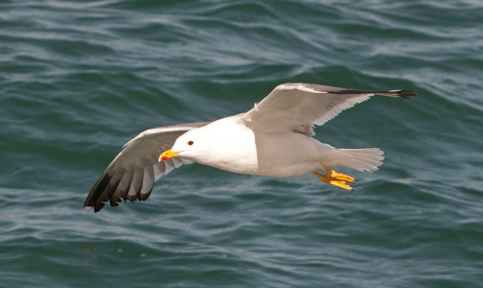 Armenian Gull