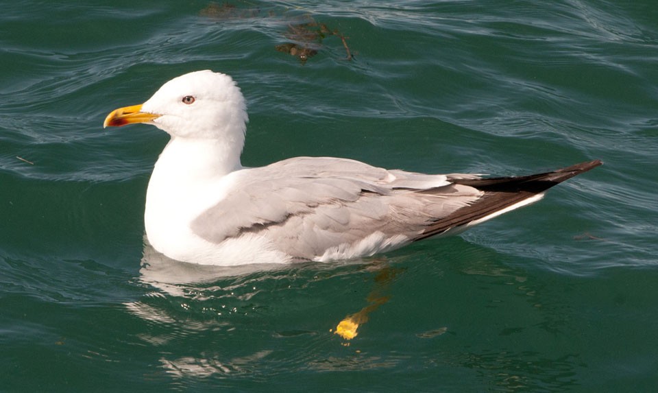 Armenian Gull