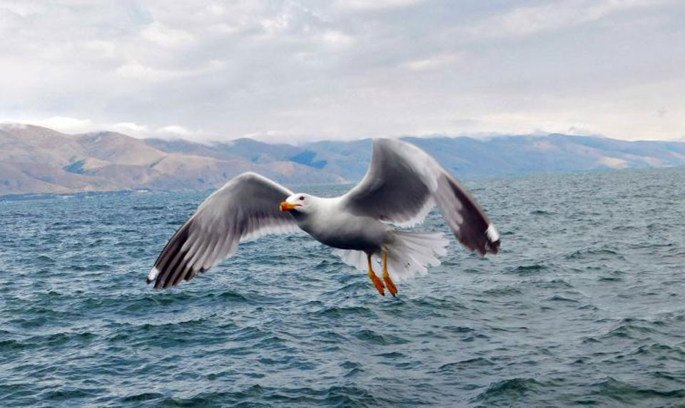 Armenian Gull