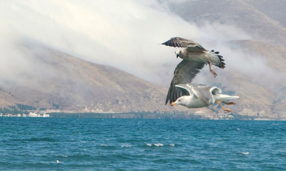 Armenian Gull