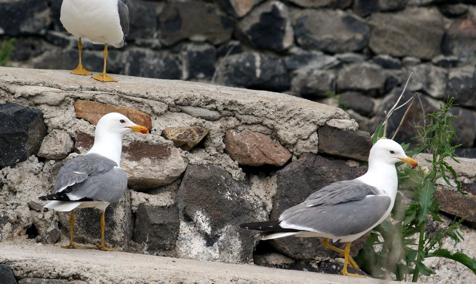 Armenian Gull